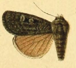 Feltia nigrita