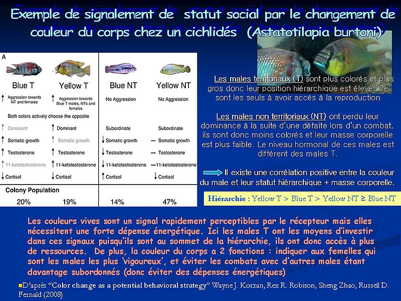 File:Exemple de signalement visuel du statut social chez un Cichlidé.jpg