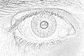 Category:Drawings of human eyes - Wikimedia Commons