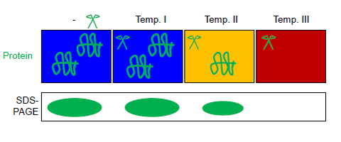 FASTpp (Fast parallel proteolysis). A protein mixture is aliquoted into several tubes, which are exposed in parallel to different temperatures and a thermostable protease. The remaining protein can be resolved on SDS-PAGE. FASTpp cartoon.png