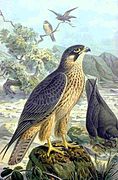 Falco eleonorae. Gravado de Naumann