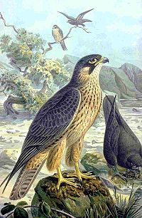 Falco eleonorae NAUMANN.jpg