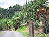 Coffee and banana farm in Puerto Rico