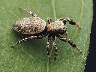 <i>Tutelina harti</i> Species of spider