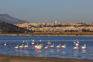 Fenicotteri rosa a Molentargius