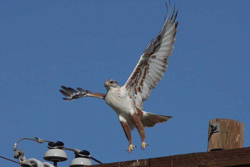 File:Ferruginous Hawk (Buteo regalis) (3399137335).jpg