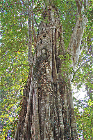 <i>Ficus altissima</i> Species of fig