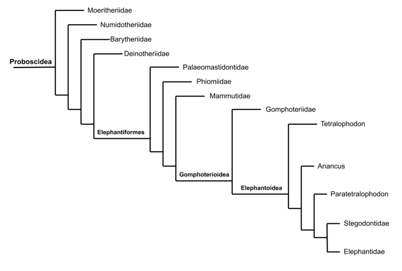 File:Filogenia Proboscidea.png