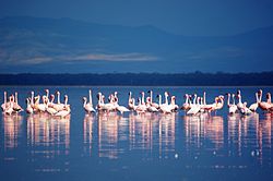 Flamingos in Lake Nakuru.jpg