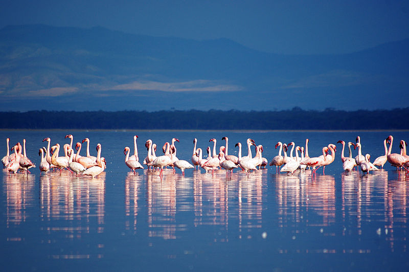 File:Flamingos in Lake Nakuru.jpg