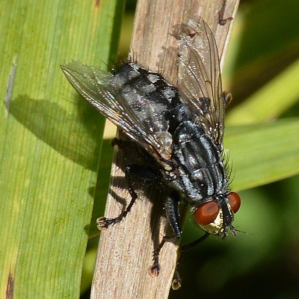 File:Flesh Fly (Sarcophagidae) - Oslo, Norway 2020-08-15 (01).jpg