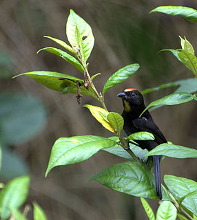 <span class="mw-page-title-main">Flame-crested tanager</span> Species of bird