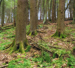 <span class="mw-page-title-main">Jakey Hollow Natural Area</span> Natural area in Pennsylvania