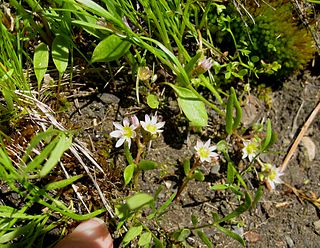 <i>Lewisia triphylla</i> Species of flowering plant