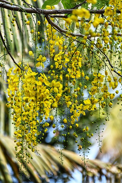 File:Flower of Golden shower tree in Kerala .jpg