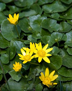 <i>Ficaria verna</i> species of plant, Lesser celandine