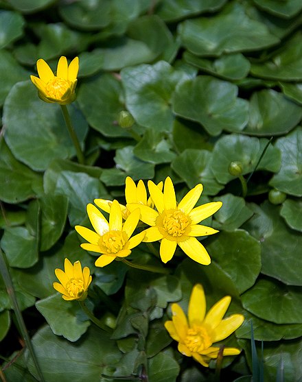 Чистяк. Чистяк весенний ficaria Verna. Чистяк весенний (Ranunculus ficaria). Чистяк весенний жабник. Чистяк лютичный.