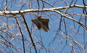 Northern flying squirrel