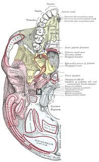 Jugular foramen one of the of openings from the posterior cranial fossa through which nerves pass