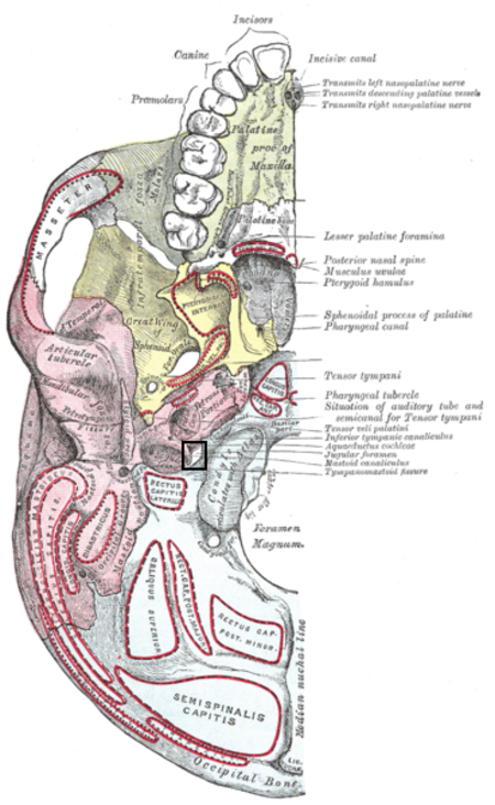 Lỗ tĩnh mạch cảnh