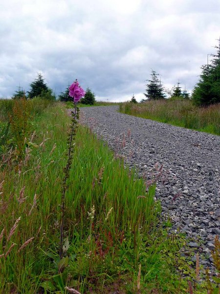 File:Forest track with foxglove - geograph.org.uk - 503788.jpg