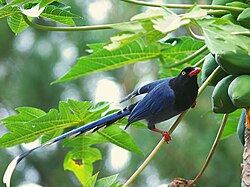 Formosan Blue Magpie 6695.jpg