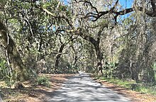 Fort George Road, near the Ribault Club. The trees overhanging the road are live oaks. Fort George Road, Fort George Island, Florida.jpg