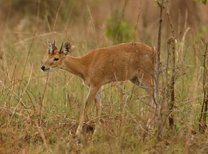 Masklo de Kvarkorna antilopo en la Nilgiria Biosfera Rezervejo (Tamil Nadu, Barato)