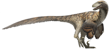 Feathered restoration of Deinonychus antirrhopus. Fred Wierum Deinonychus.png