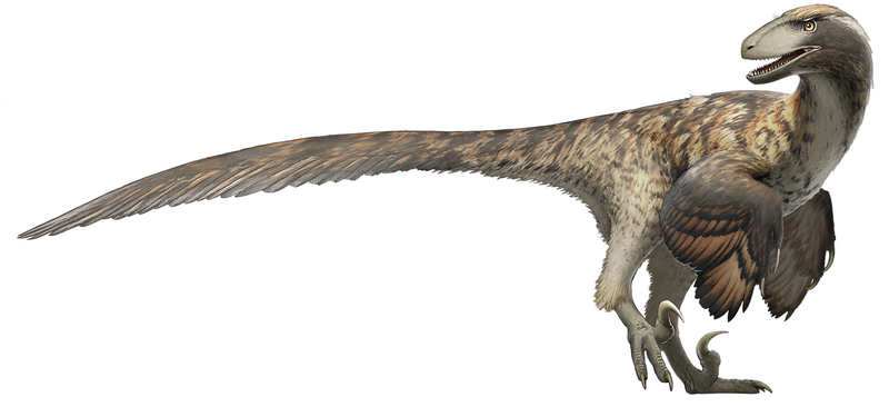 Deinonychus - Wikipedia