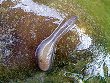 Freshwater leech (Helobdella stagnalis) (19948441589).jpg
