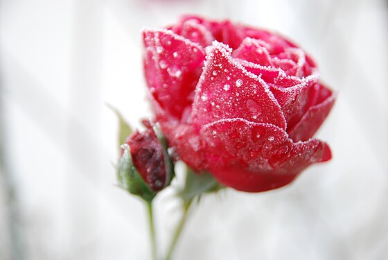 Red rose in winter