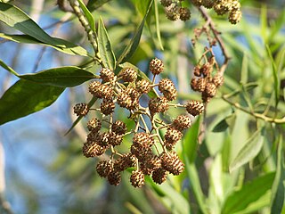 <i>Conocarpus lancifolius</i> Species of flowering plant