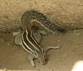 Funambulus pennantii, Indian Palm Squirrel, Jaura, M.P., India.jpg