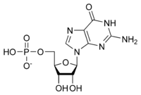 Structure of guanosine 5'-monophosphate (GMP) GMP chemical structure.png