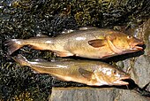 Gadus morhua, 'Atlantic cod'