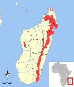 Galidia elegans range map.svg