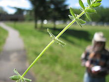 Galium pedemontanum.JPG