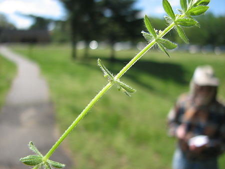 Cruciata_pedemontana