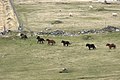 Galloping Shetland ponies, Westing - geograph.org.uk - 3421596.jpg