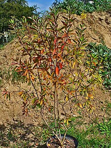 Galphimia glauca Habitus