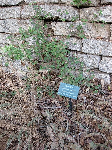 File:Gardenology.org-IMG 2703 ucla09.jpg