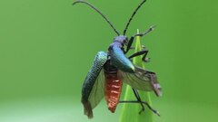 Datei: Gaurotes virginea, Burgwald, Hessen, Deutschland - 20100624.ogv