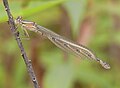 Common Blue Damselfly (Enallagma cyathigerum) Gemeine Becherjungfer