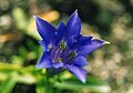 Gentiana acaulis