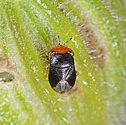 Geocoris erythrocephalus