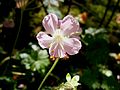 Geranium dalmaticum close-up