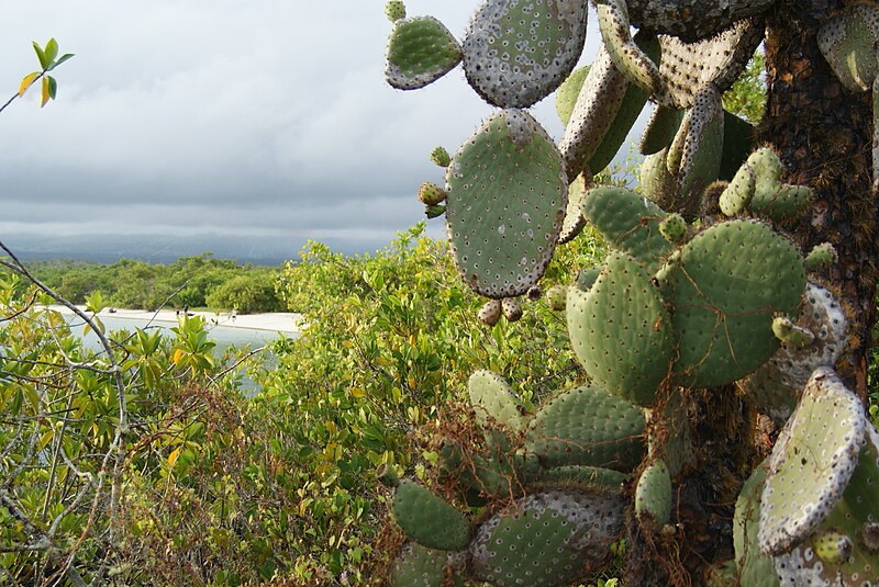 File:Giant Galapogean Prickly Pear (Opuntia echios var. gigantea)... next to mangroves and a beach (7429203808).jpg