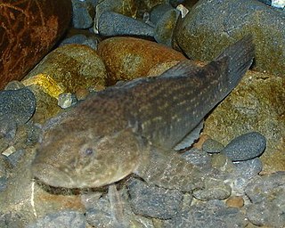 Giant bully Species of fish