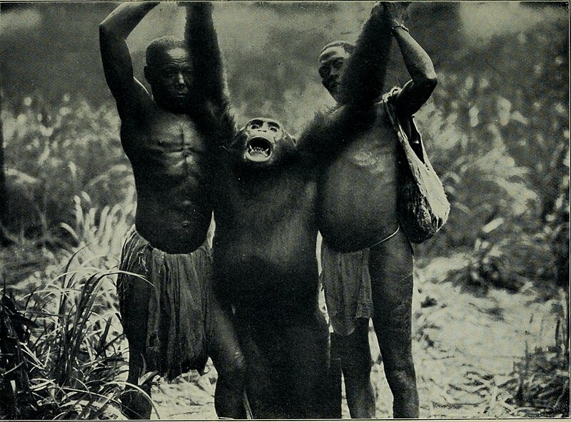 File:Giant chimpanzee, killed by von Wiese.jpg